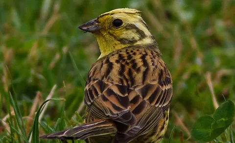 Yellowhammer (Emberiza citrinella) — photo 2 of 5