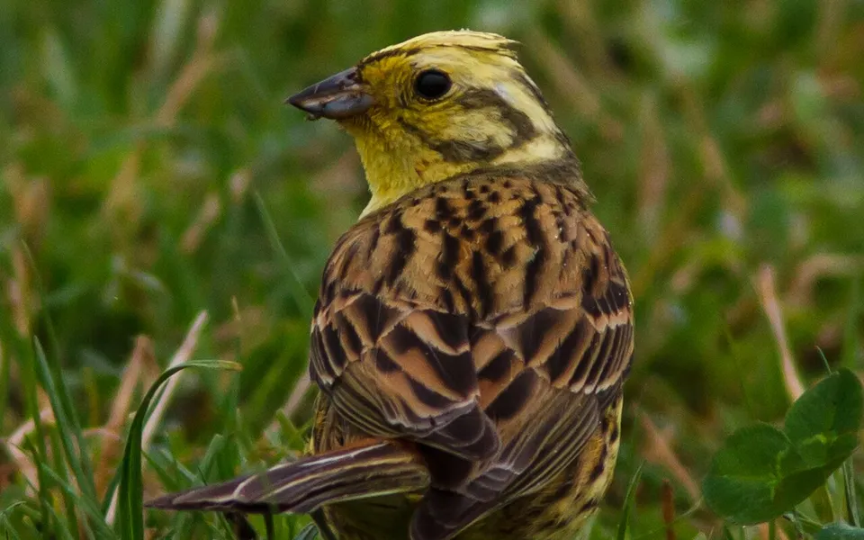 Yellowhammer (Emberiza citrinella) — photo 2 of 5