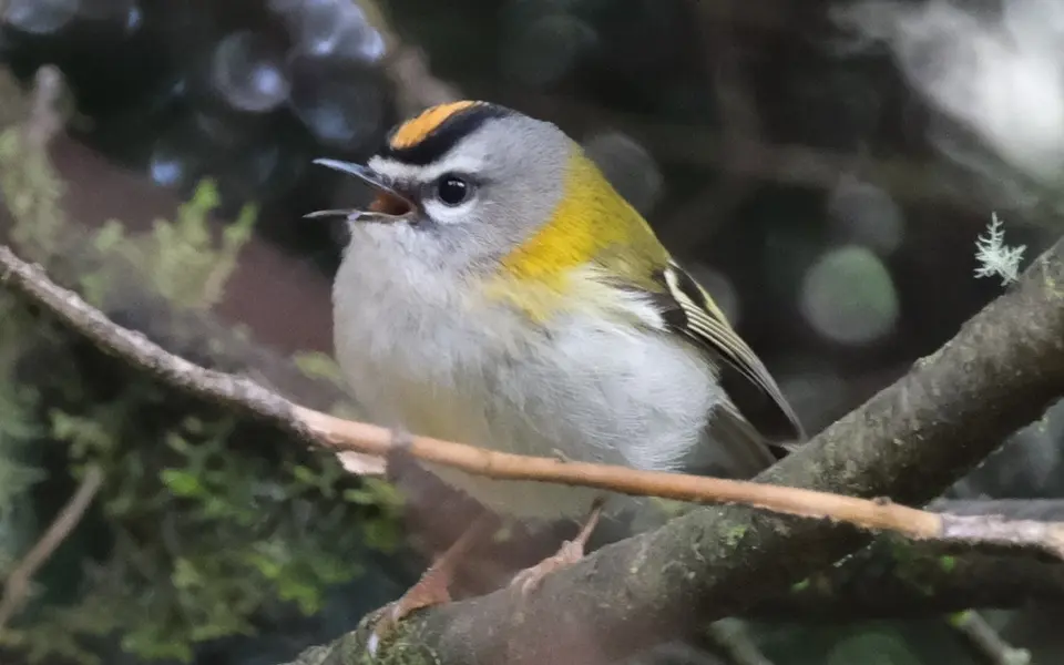 Common Firecrest (Regulus ignicapilla) — photo 2 of 3
