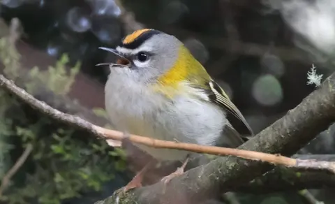 Common Firecrest (Regulus ignicapilla) — photo 2 of 3