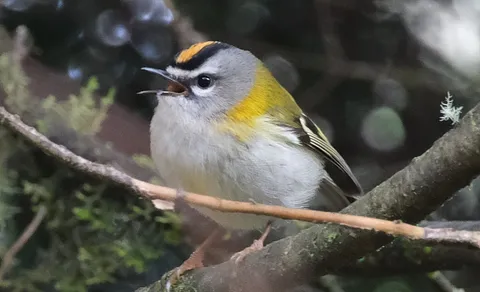 Common Firecrest