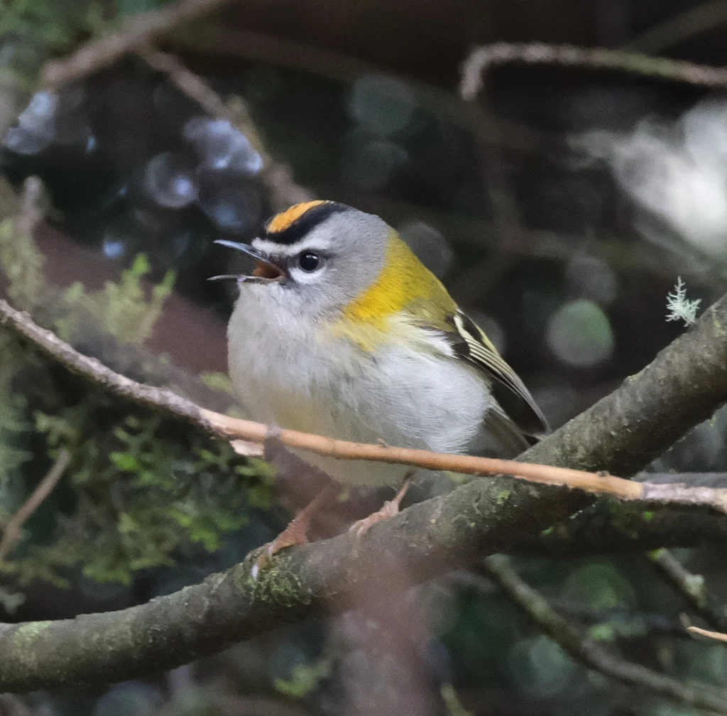 Common Firecrest