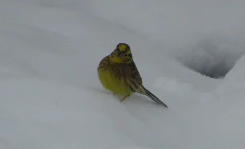 Yellowhammer (Emberiza citrinella) — photo 3 of 5