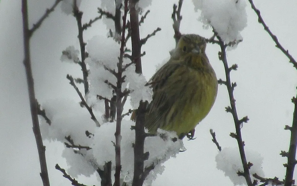Yellowhammer (Emberiza citrinella) — photo 4 of 5