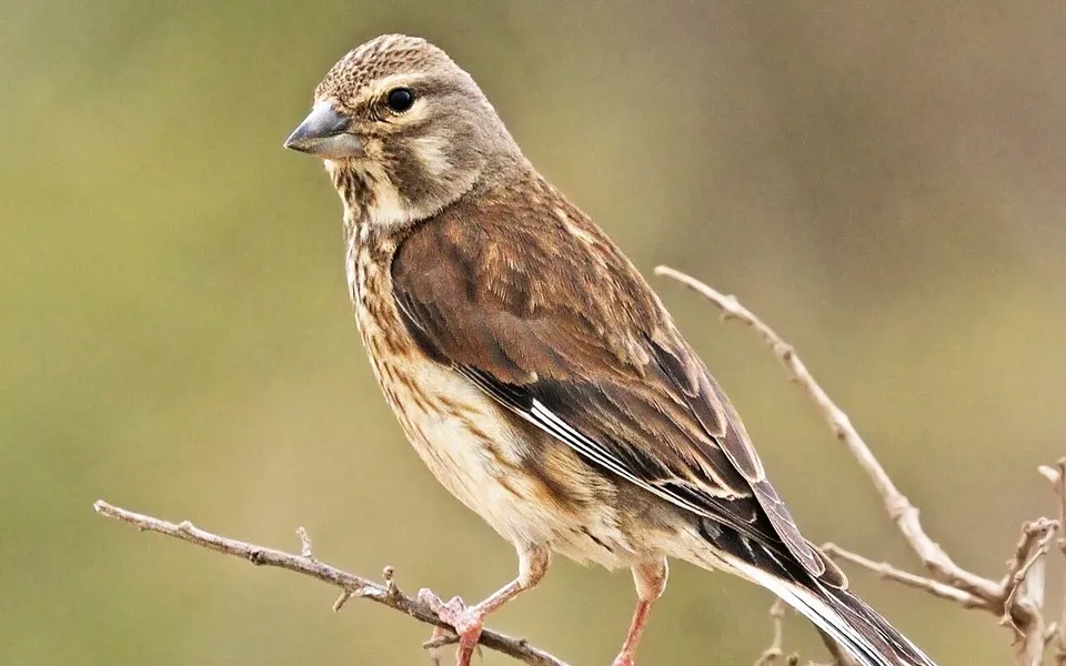 Eurasian Linnet (Linaria cannabina) — photo 5 of 5