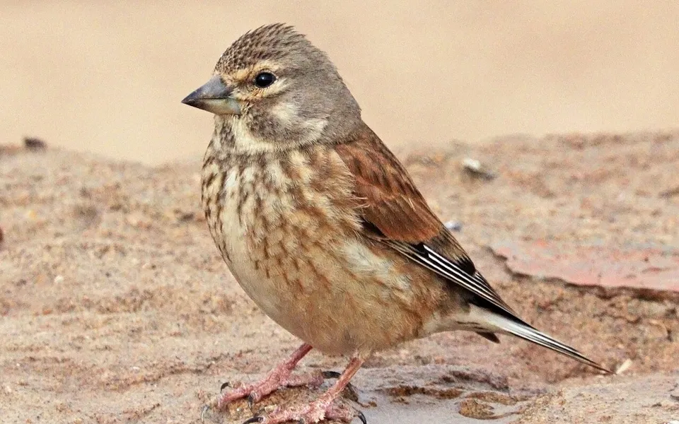 Eurasian Linnet (Linaria cannabina) — photo 2 of 5
