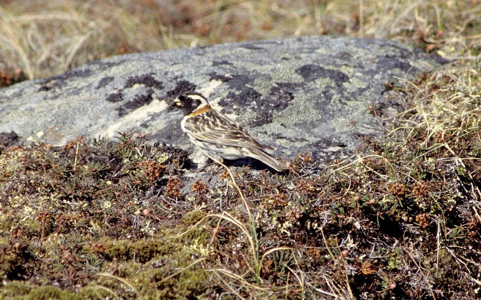 Lapland Longspur (Calcarius lapponicus) — photo 4 of 5