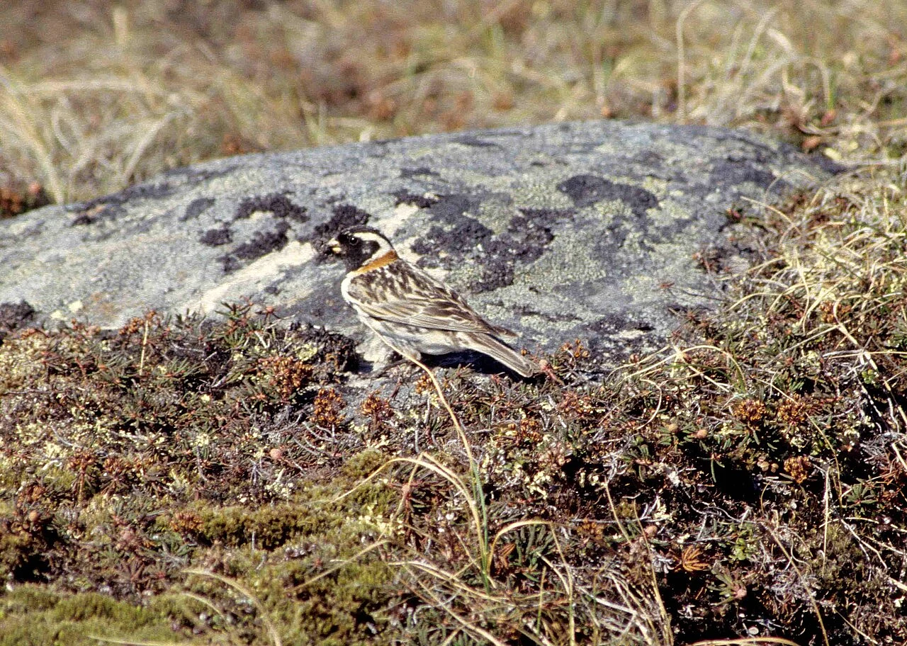 Лапландский подорожник