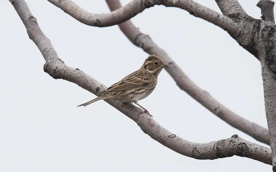 Little Bunting (Emberiza pusilla) — photo 3 of 4