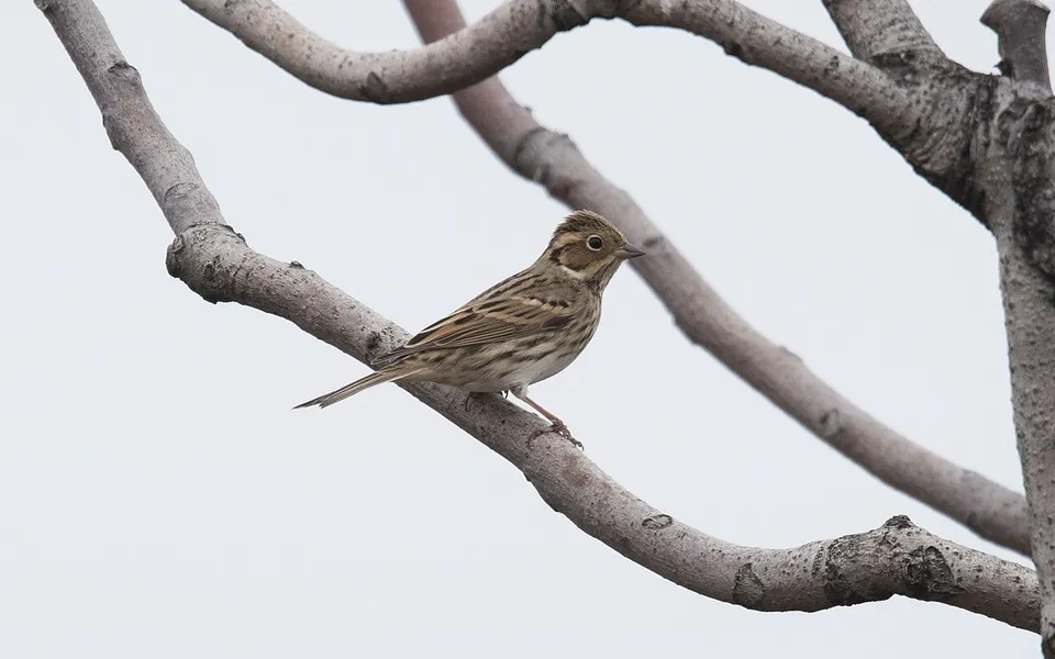 Little Bunting (Emberiza pusilla) — photo 4 of 4