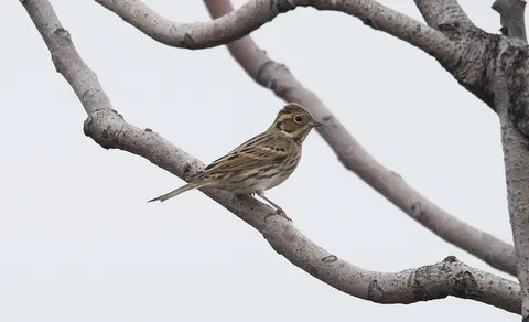 Little Bunting (Emberiza pusilla) — photo 3 of 4