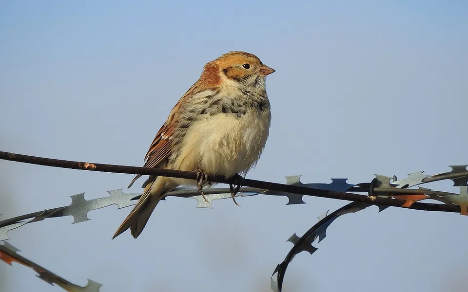 Lapland Longspur (Calcarius lapponicus) — photo 3 of 5