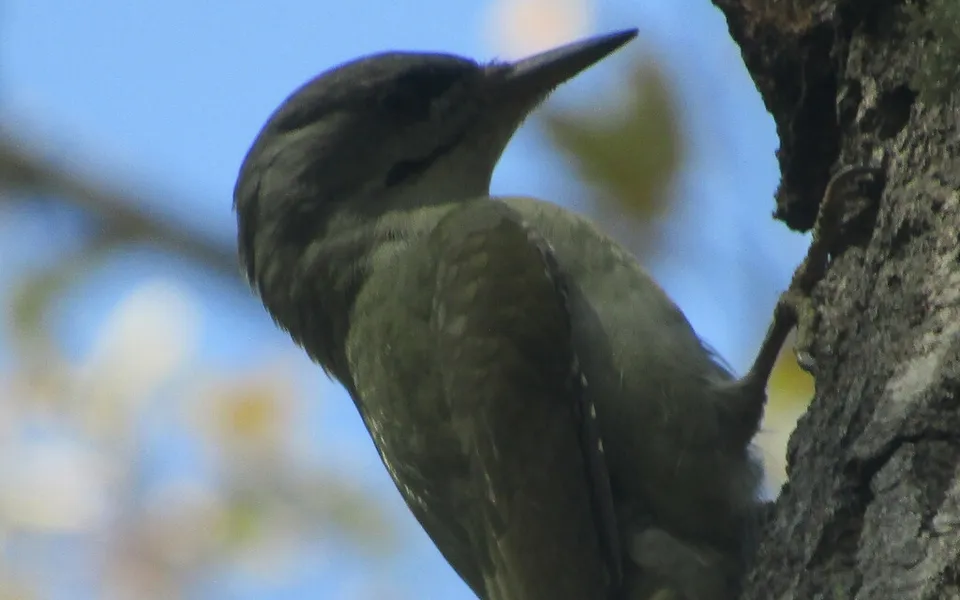 Gray-headed Woodpecker (Picus canus) — photo 5 of 5