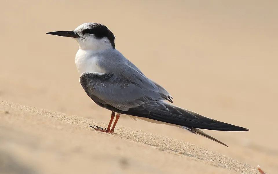 Little Tern (Sternula albifrons) — photo 4 of 4