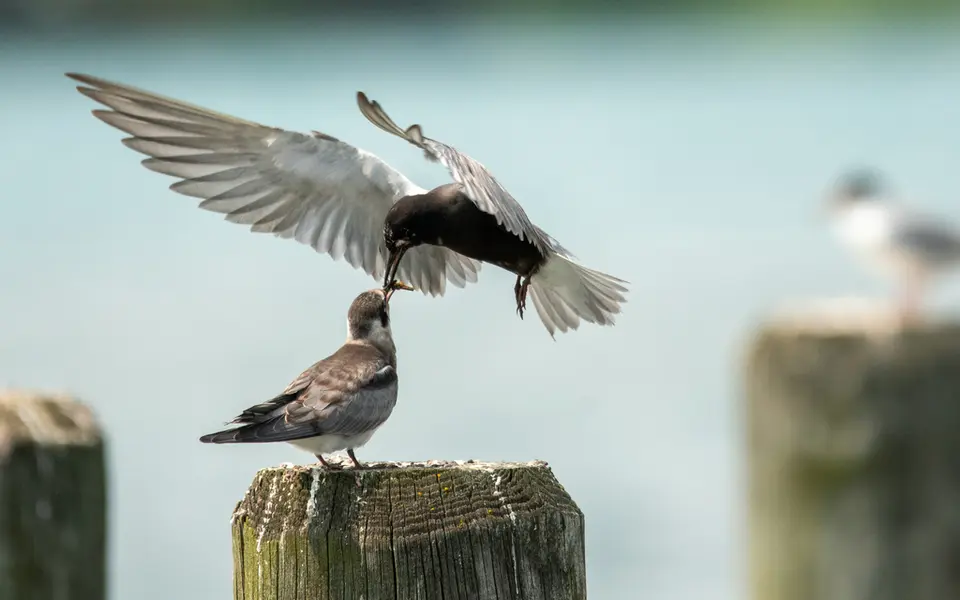 Black Tern (Chlidonias niger) — photo 3 of 4