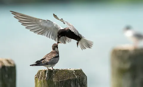 Black Tern