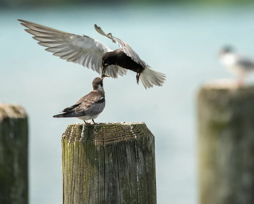 Black Tern