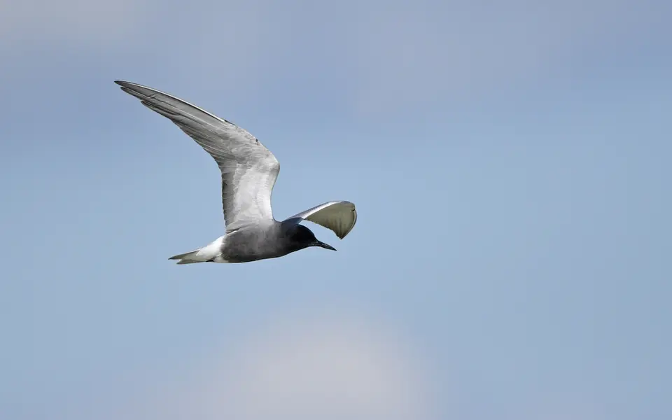 Black Tern (Chlidonias niger) — photo 4 of 4