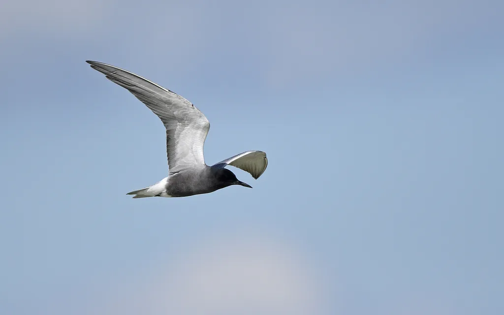 Black Tern