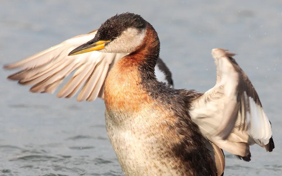 Red-necked Grebe (Podiceps grisegena) — photo 4 of 4
