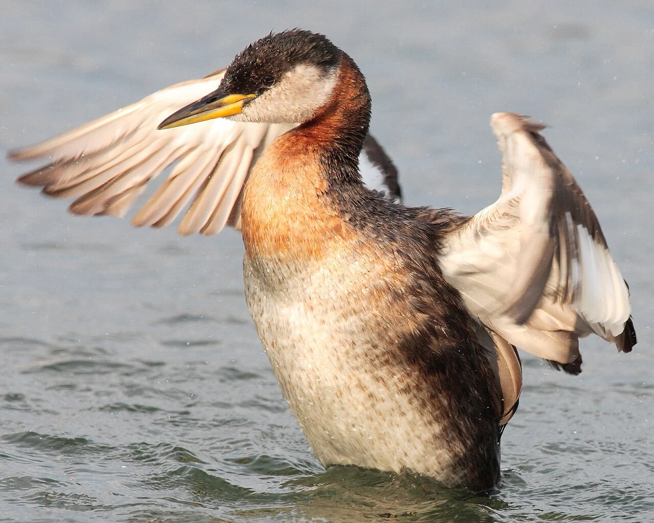 Red-necked Grebe (Podiceps grisegena) — photo 4 of 4