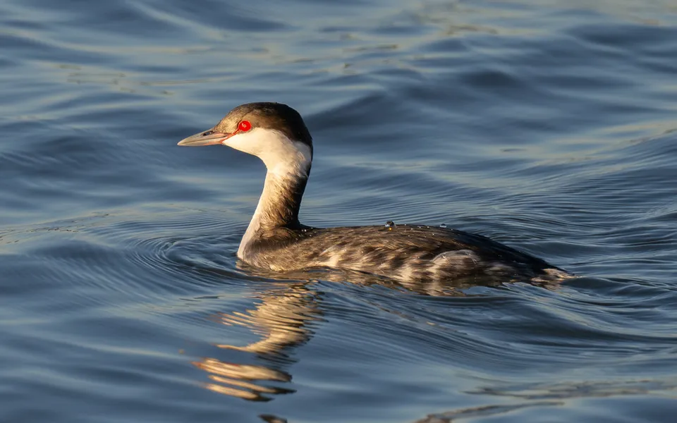 Horned Grebe (Podiceps auritus) — photo 3 of 4