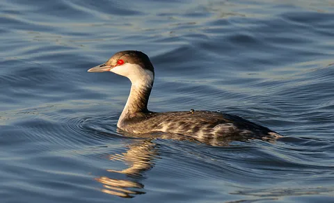 Horned Grebe (Podiceps auritus) — photo 3 of 4