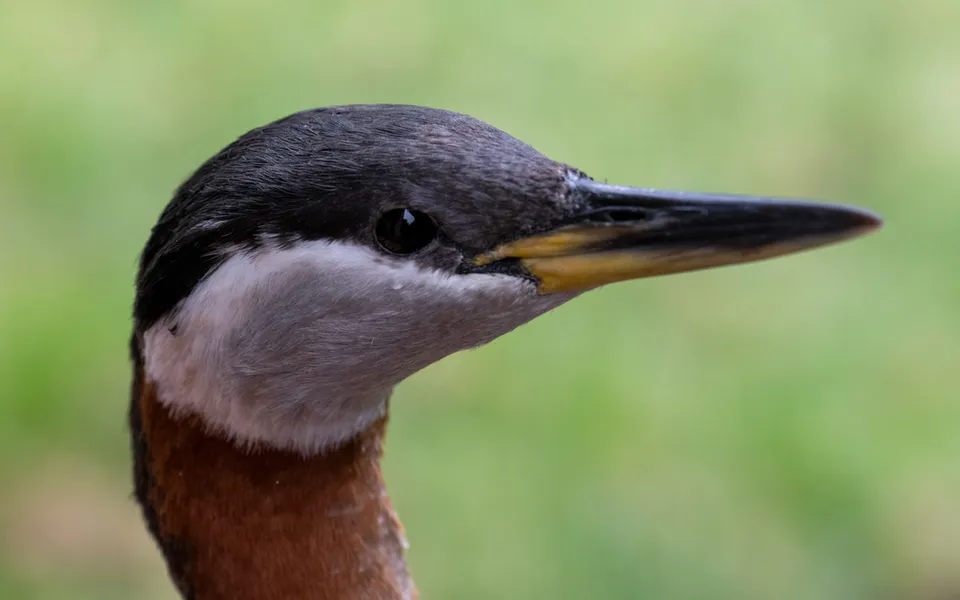 Red-necked Grebe (Podiceps grisegena) — photo 3 of 4