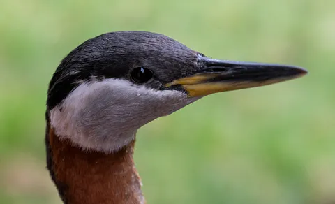 Red-necked Grebe (Podiceps grisegena) — photo 3 of 4