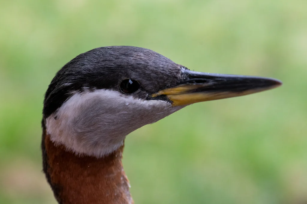 Red-necked Grebe (Podiceps grisegena) — photo 3 of 4
