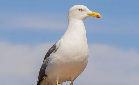 Lesser Black-backed Gull (Larus fuscus) — photo 3 of 3