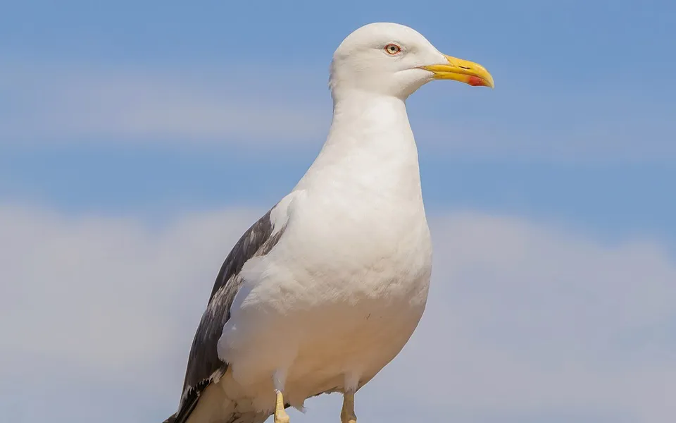Lesser Black-backed Gull (Larus fuscus) — photo 3 of 3