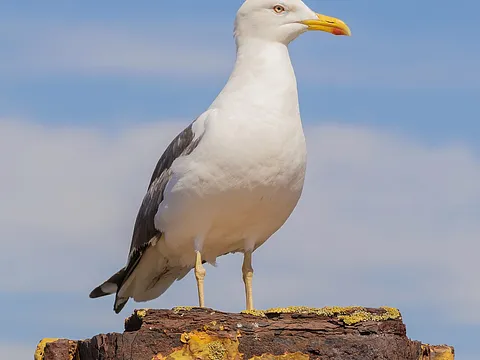 Клуша