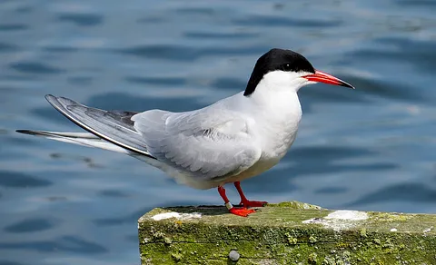 Common Tern (Sterna hirundo) — photo 2 of 4