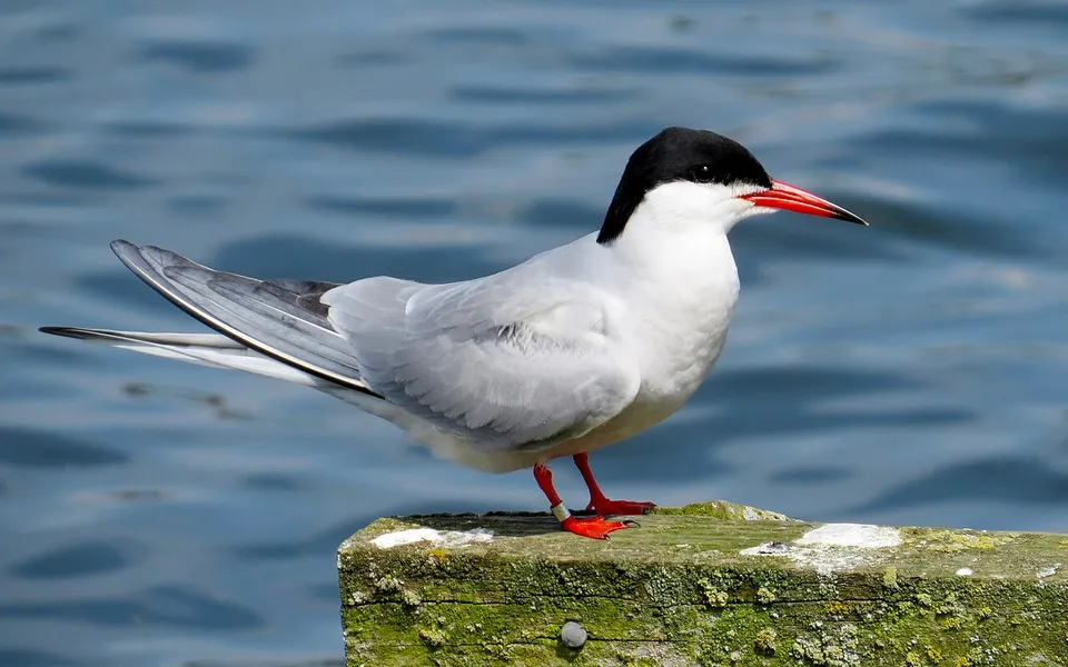 Common Tern (Sterna hirundo) — photo 2 of 4