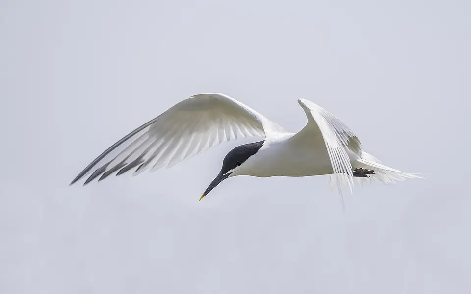 Sandwich Tern (Thalasseus sandvicensis) — photo 3 of 4