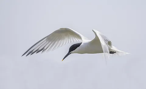 Sandwich Tern