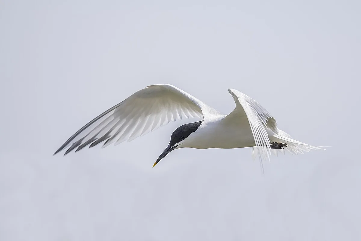 Sandwich Tern