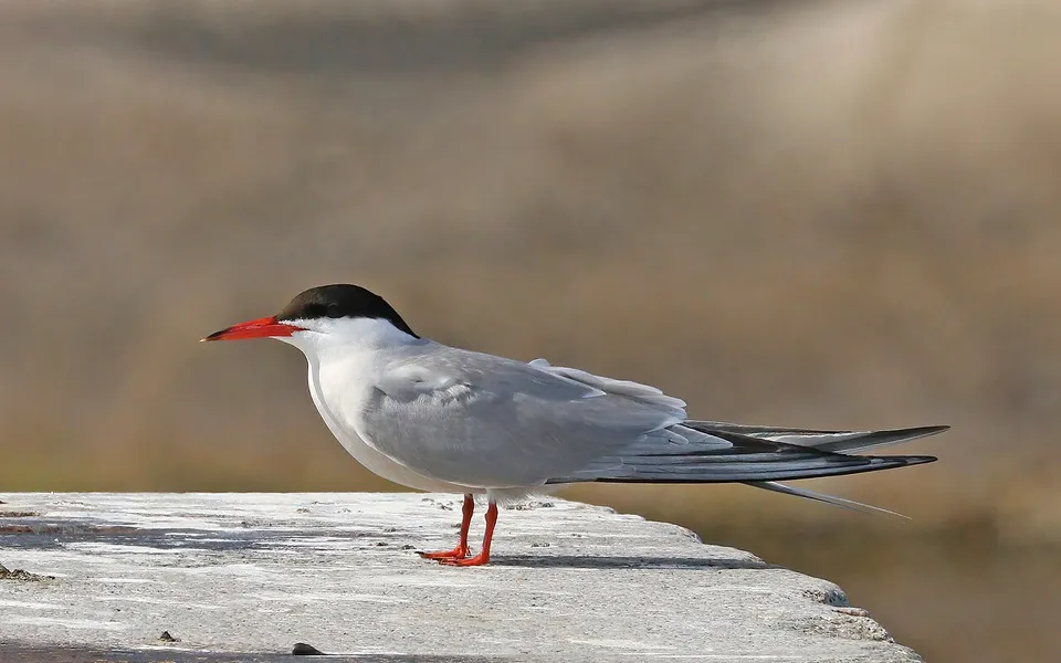 Common Tern (Sterna hirundo) — photo 4 of 4