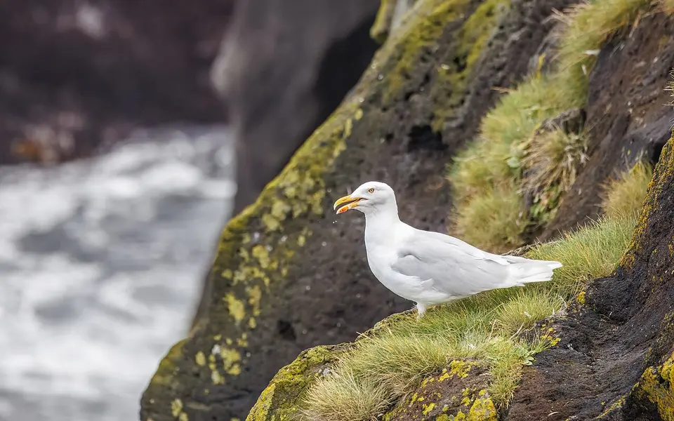 Glaucous Gull (Larus hyperboreus) — photo 2 of 6