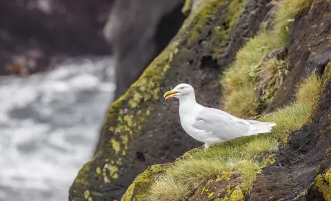 Glaucous Gull (Larus hyperboreus) — photo 2 of 6