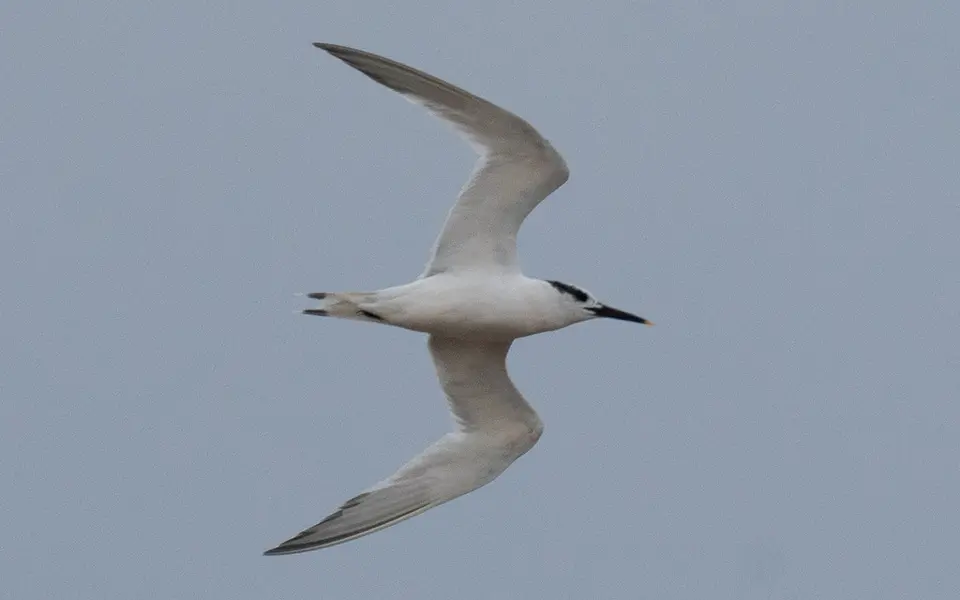 Sandwich Tern (Thalasseus sandvicensis) — photo 4 of 4