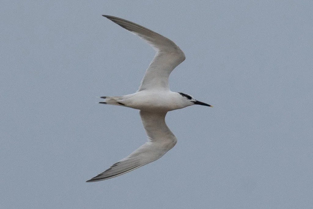 Sandwich Tern