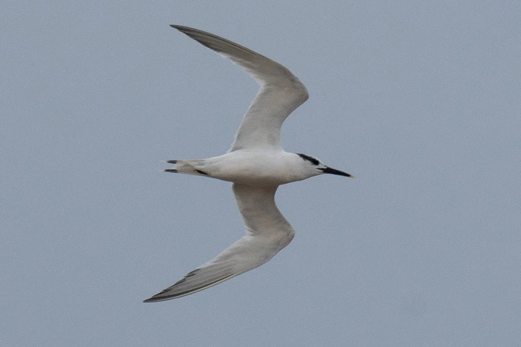 Sandwich Tern