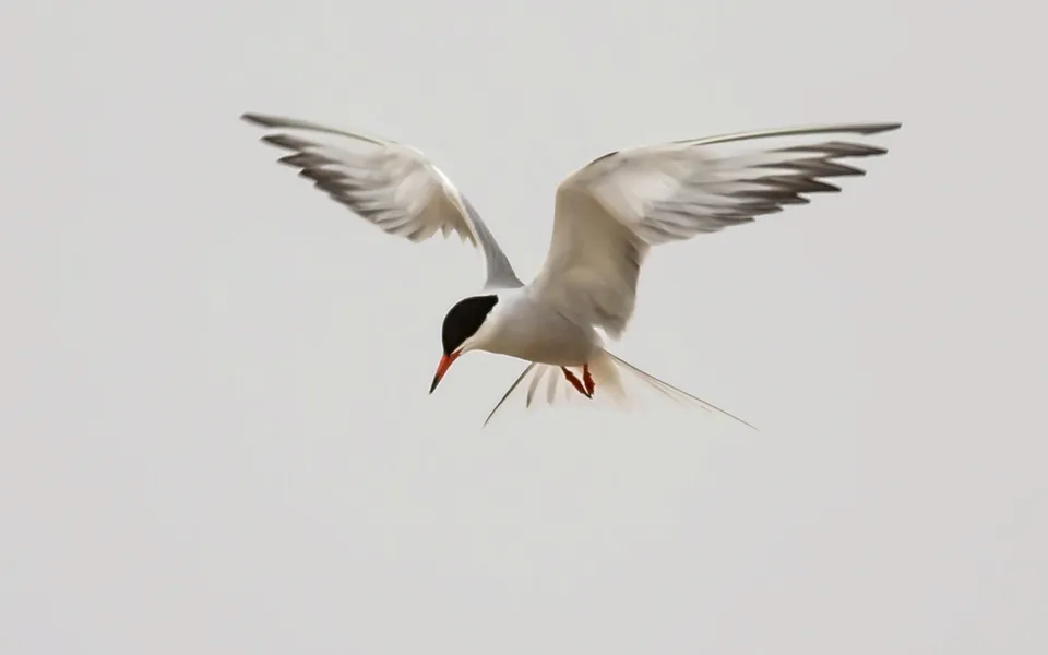 Common Tern (Sterna hirundo) — photo 3 of 4
