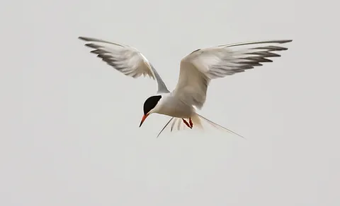 Common Tern (Sterna hirundo) — photo 3 of 4