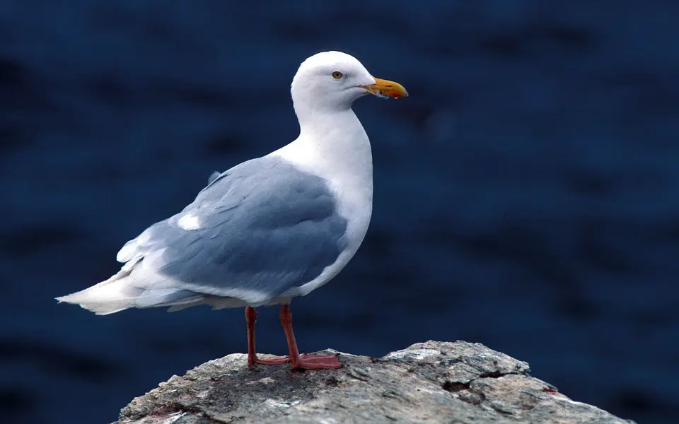 Glaucous Gull (Larus hyperboreus) — photo 3 of 6