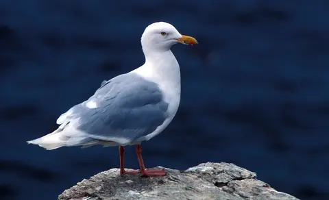 Glaucous Gull (Larus hyperboreus) — photo 3 of 6
