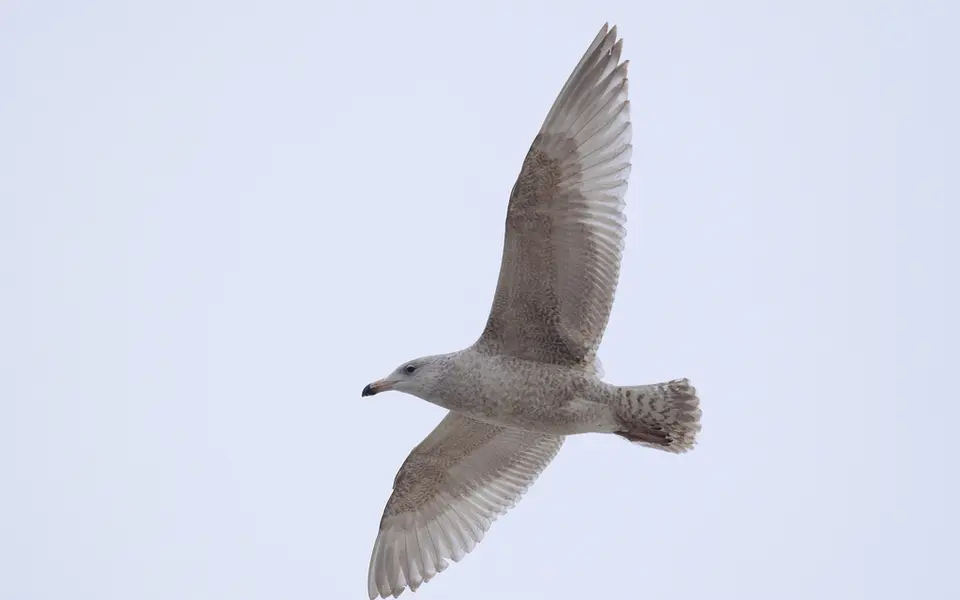 Glaucous Gull (Larus hyperboreus) — photo 5 of 6