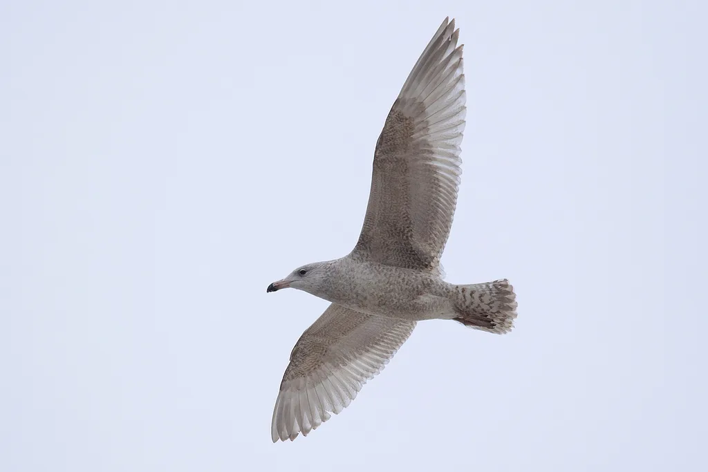 Бургомистр